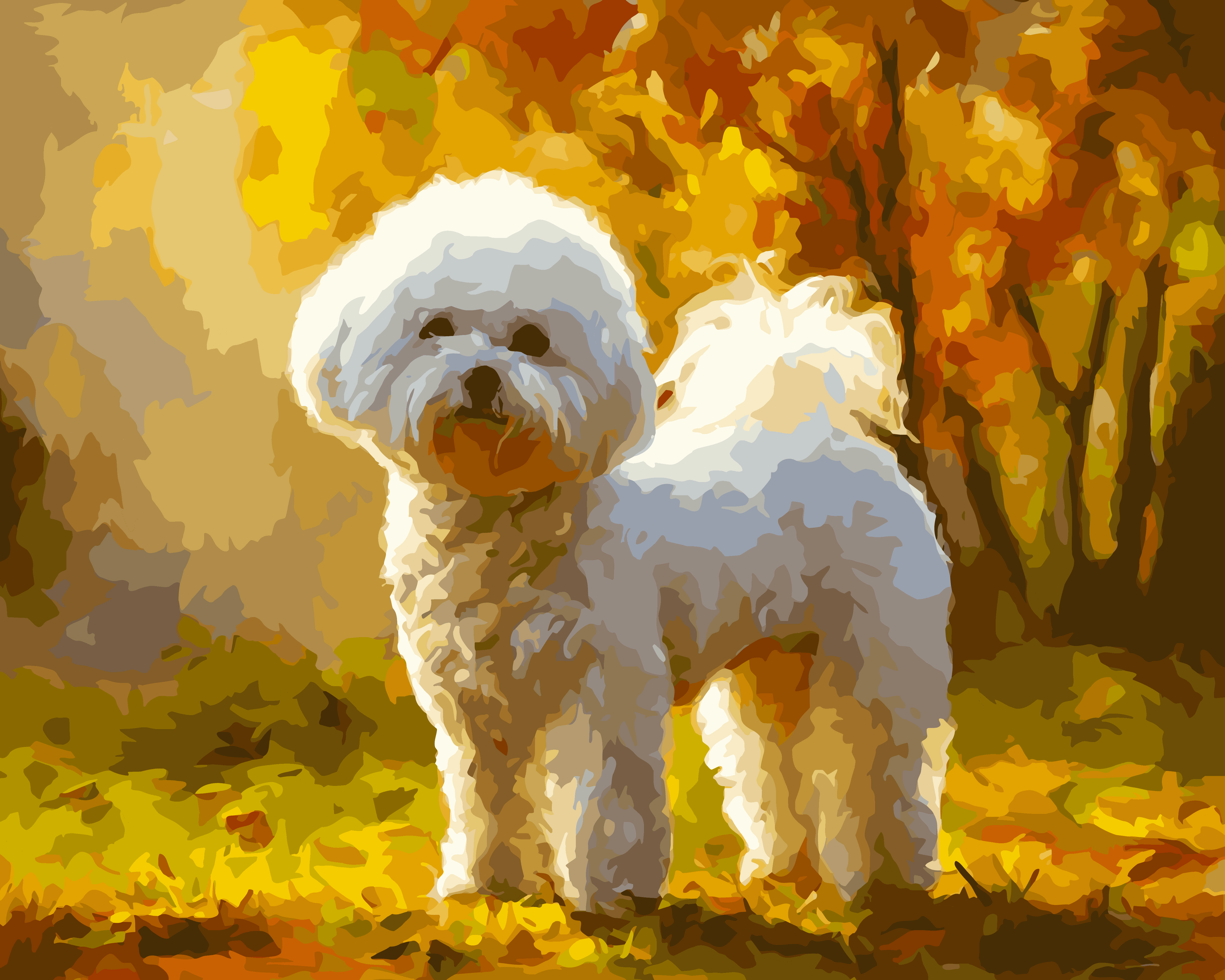 Autumn Bichon Frise