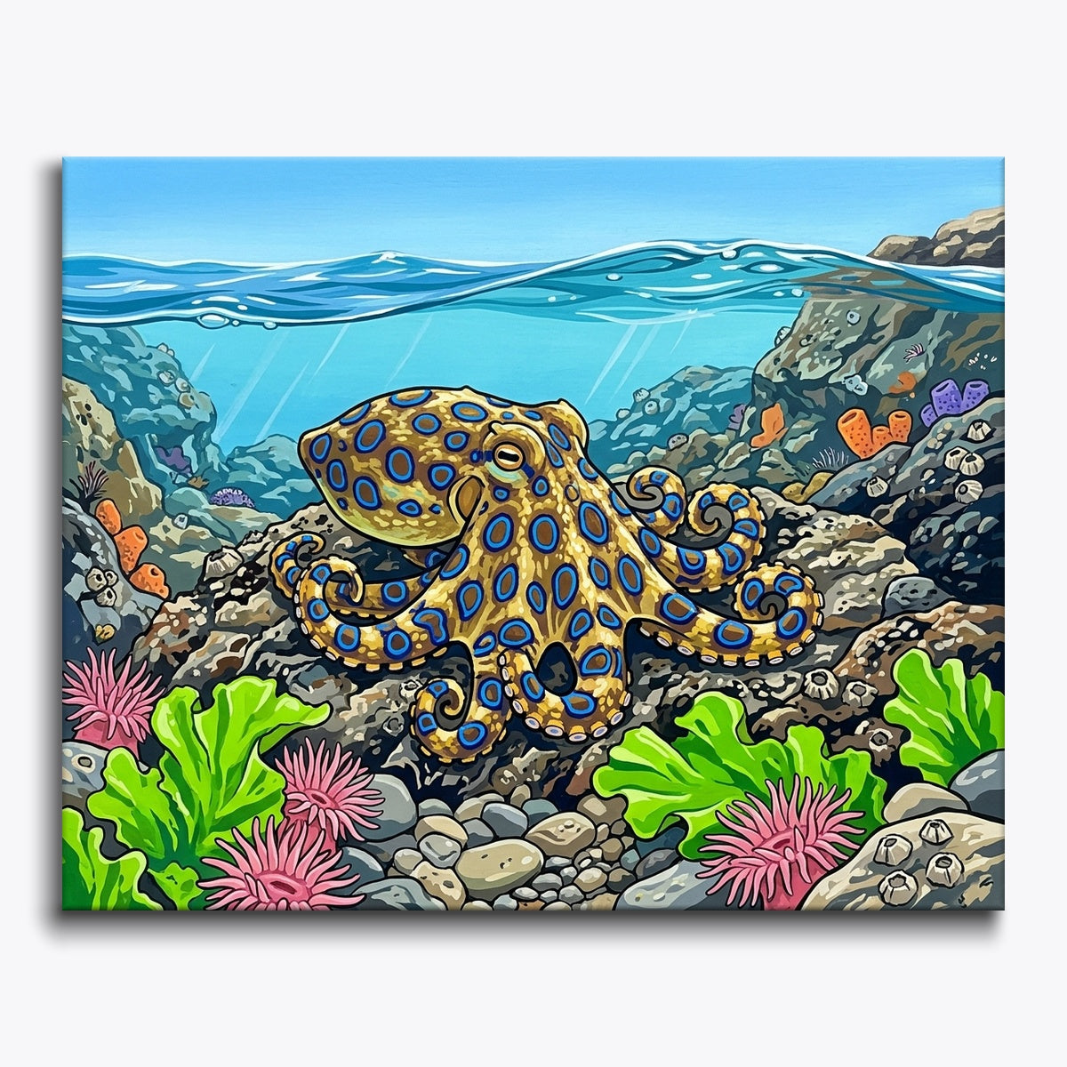 Blue Ringed Octopus