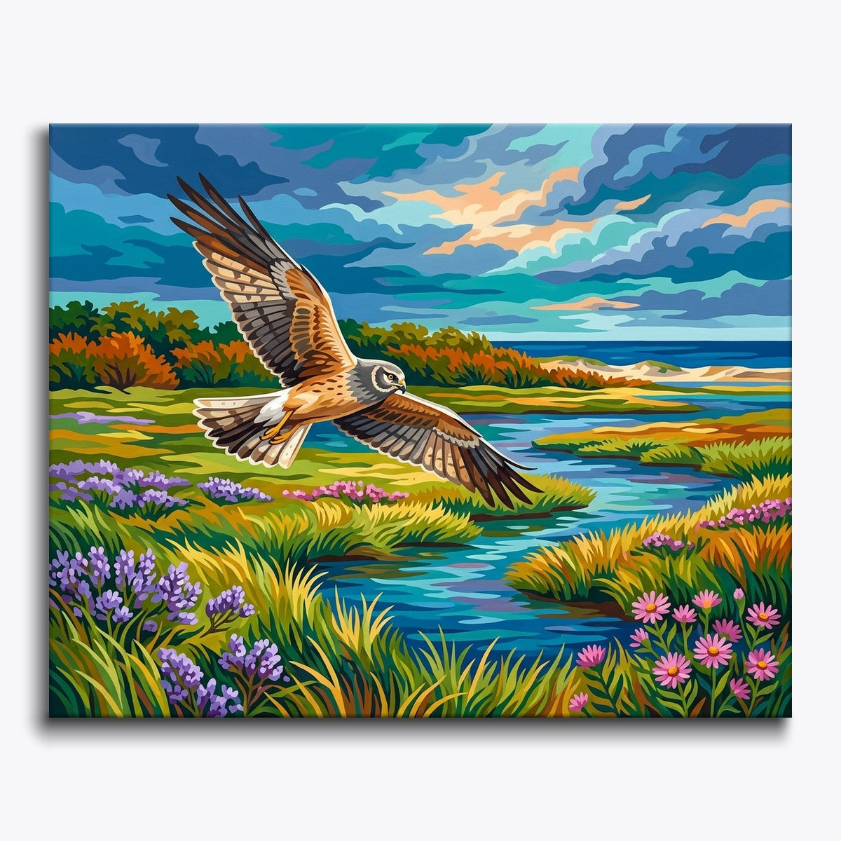Marsh Harrier