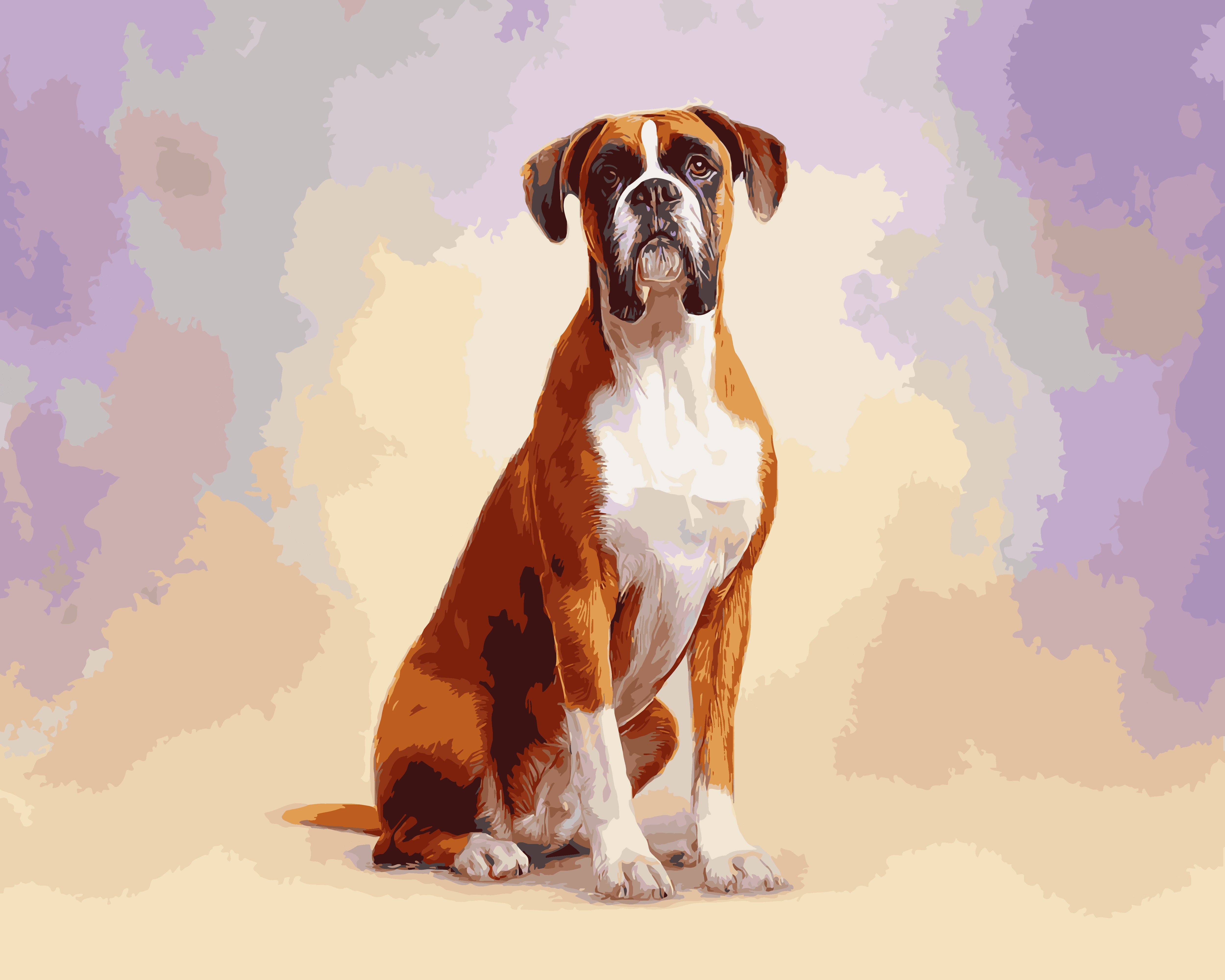 Boxer Studio Portrait