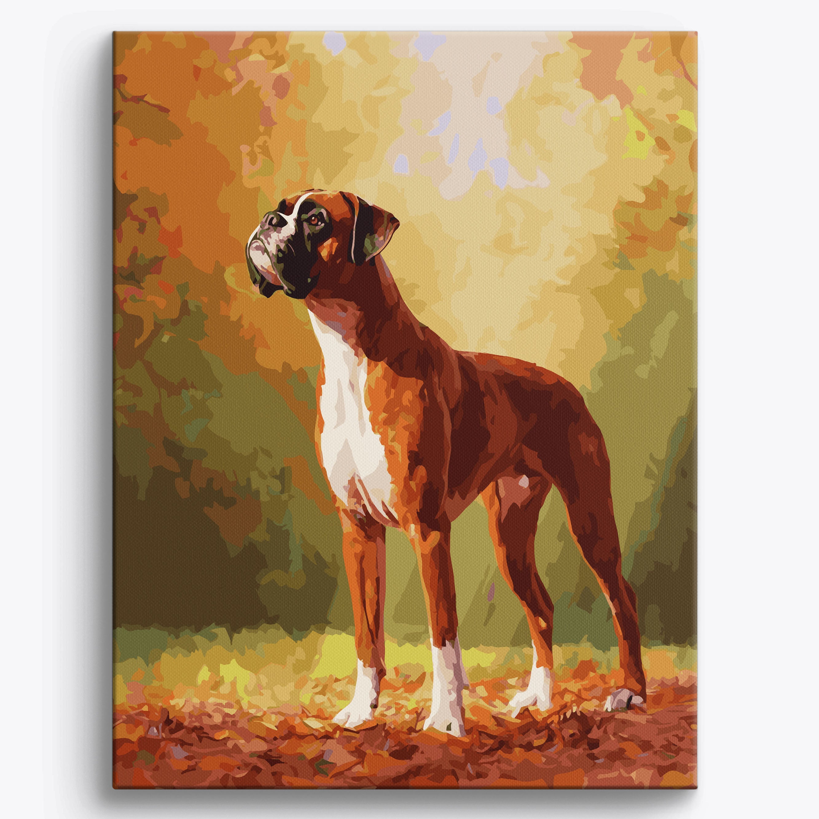 Bold Boxer No Frame / 40x50cm