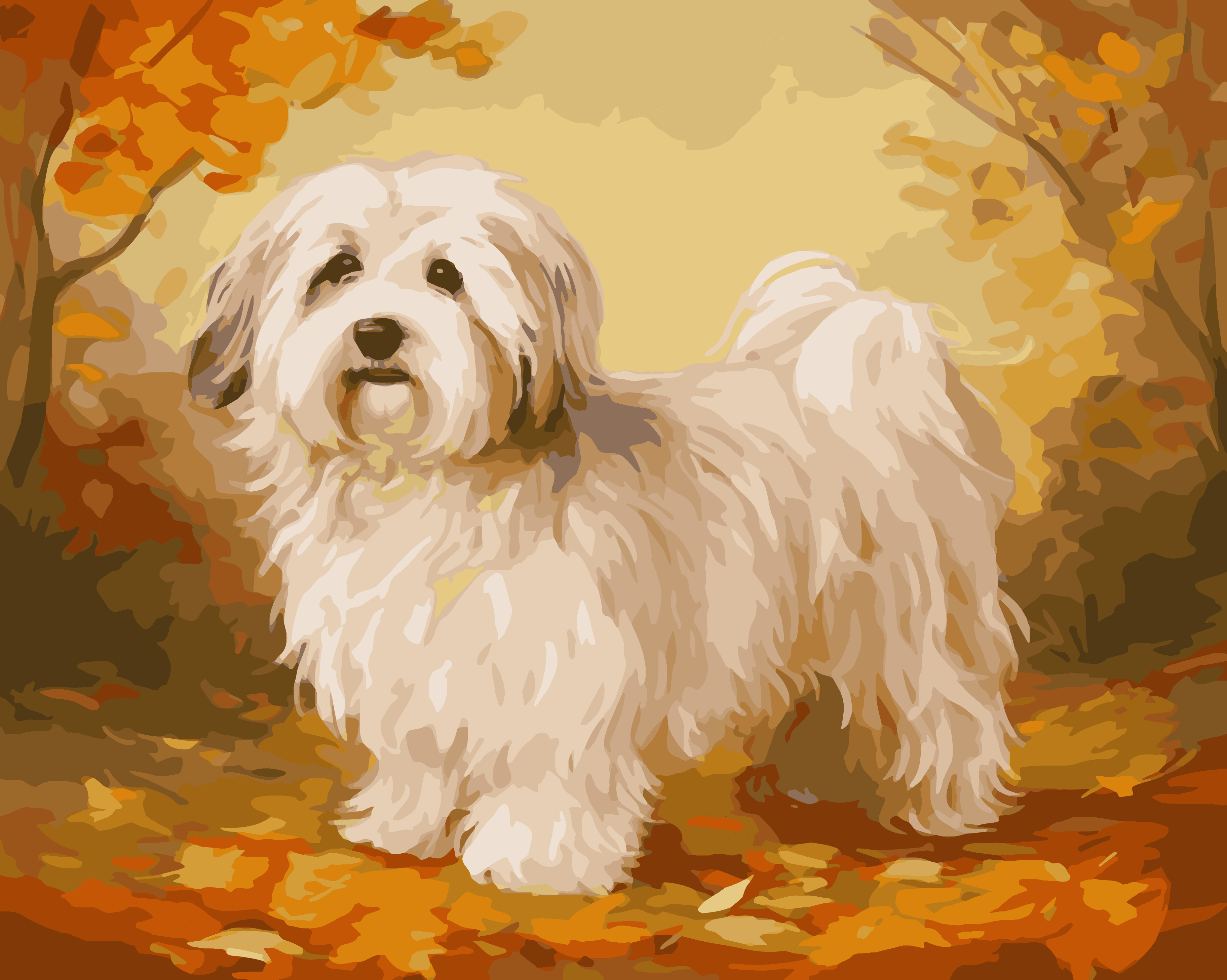 Havanese Portrait